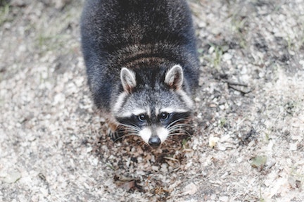 animal-raccoon-whiskers-16605